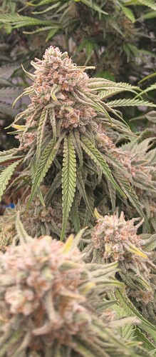 Growreport Bild 11