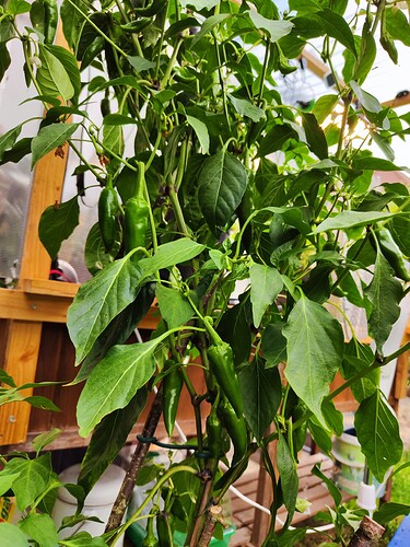 Growreport Bild 36