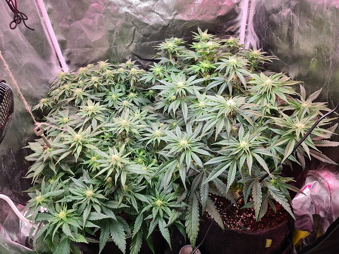 Growreport Bild 6