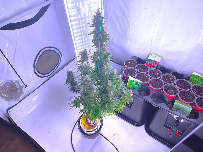 Growreport Bild 7