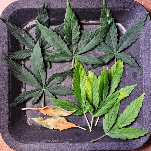 Growreport Bild 4