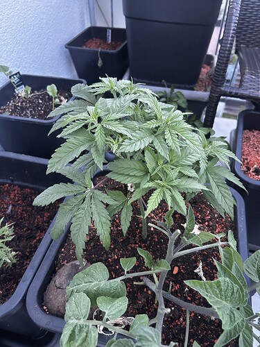 Growreport Bild 8
