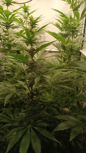 Growreport Bild 29