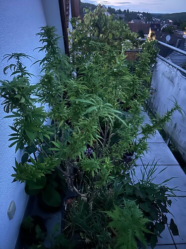 Growreport Bild 30