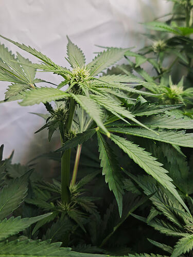 Growreport Bild 54