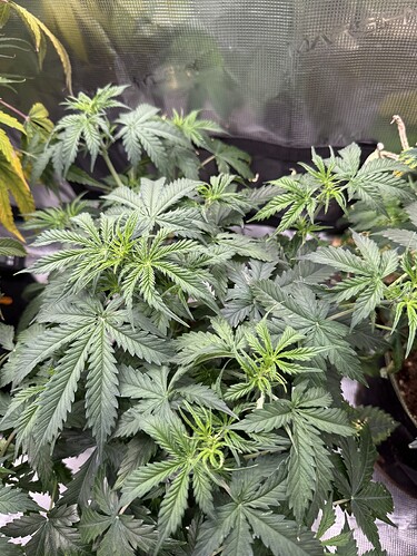 Growreport Bild 3