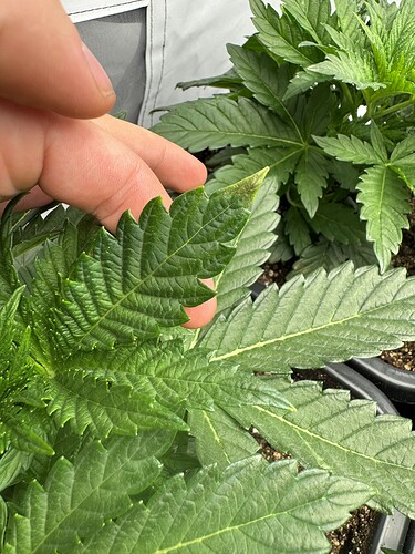 Growreport Bild 7