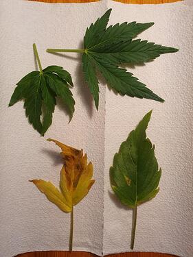 43 Tage_2025-06-08-185708_007_Cind