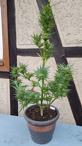 Growreport Bild 40