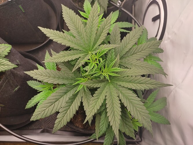 Growreport Bild 6