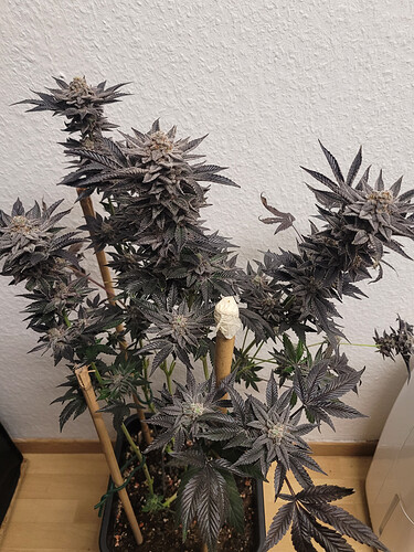 Growreport Bild 3