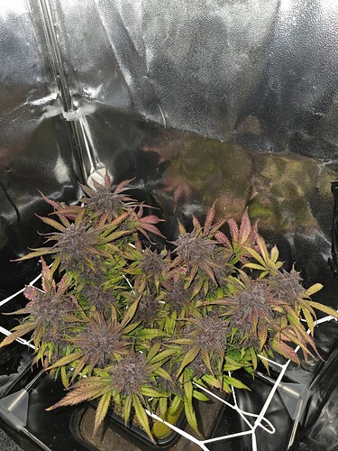 Growreport Bild 3