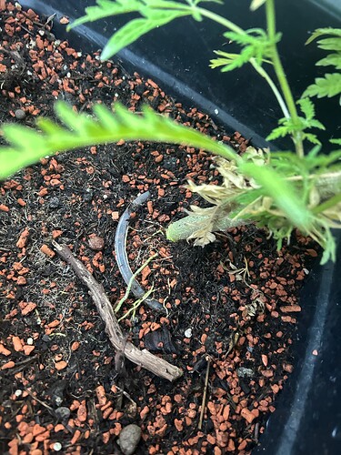 Growreport Bild 43