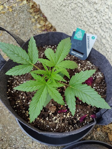 Growreport Bild 6