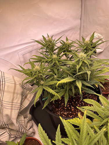 Growreport Bild 17