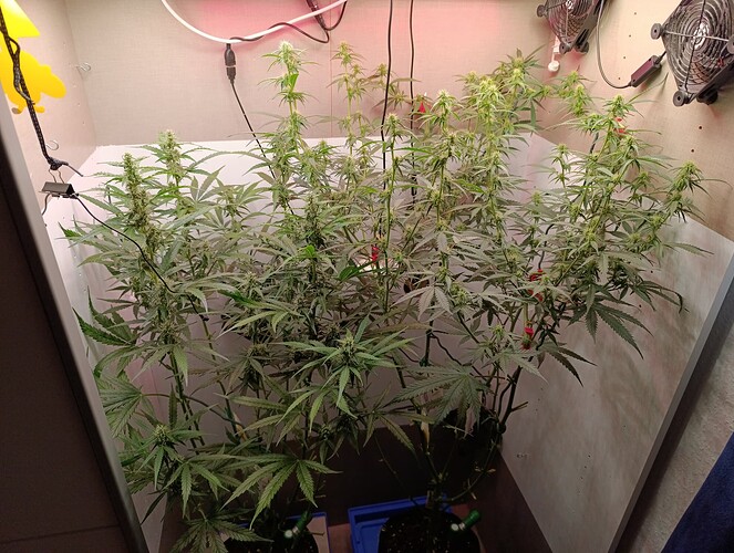 Growreport Bild 4