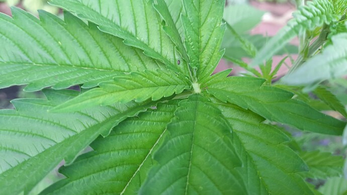 Growreport Bild 4
