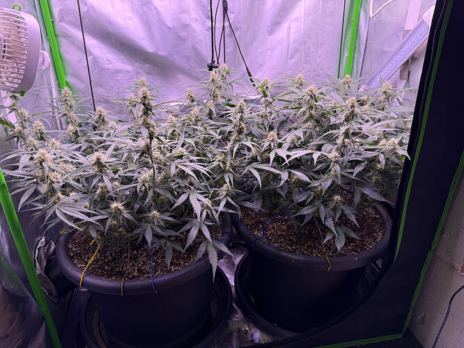 Growreport Bild 19