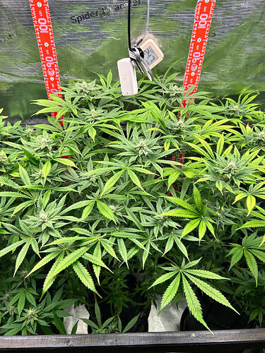 Zwei Cannabis-Pflanzen in einem Growzelt, die sich in der Blütephase befinden, mit einem digitalen Thermometer/Hygrometer in der Mitte.