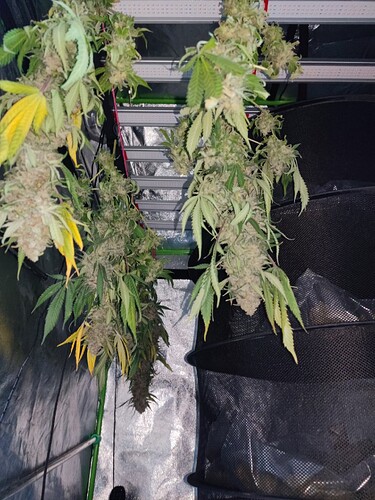 Growreport Bild 48