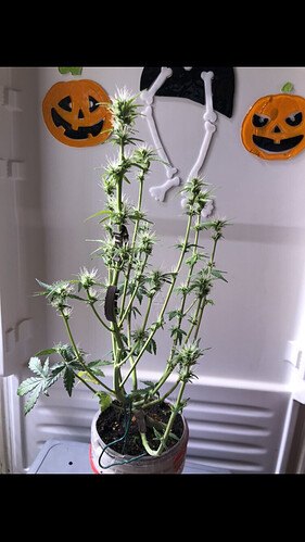 Growreport Bild 50