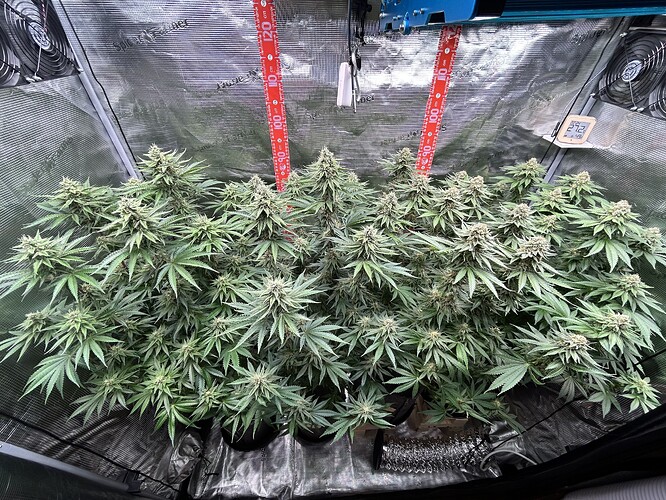 Mehrere blühende Cannabispflanzen in einem Growzelt mit Messlatten und Thermometer.