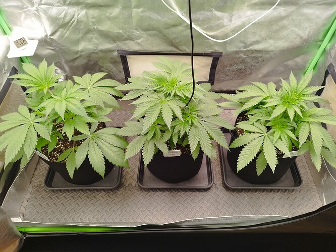 Growreport Bild 6