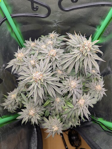 Growreport Bild 4
