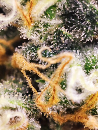 Growreport Bild 17