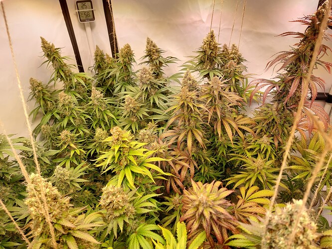 Growreport Bild 9