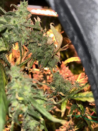 Growreport Bild 3