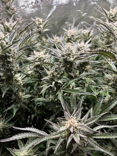 Growreport Bild 11