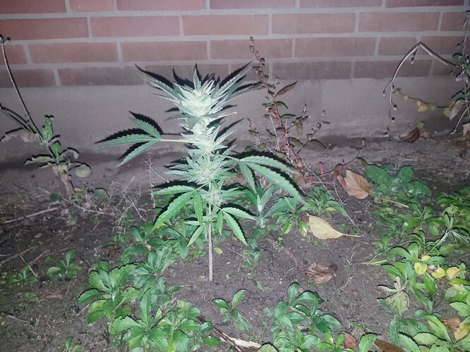 Growreport Bild 53
