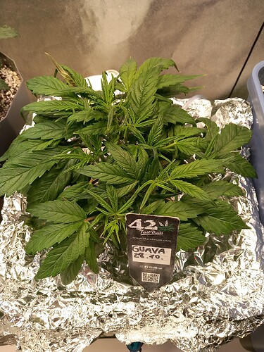 Growreport Bild 15