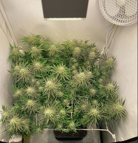 Growreport Bild 4