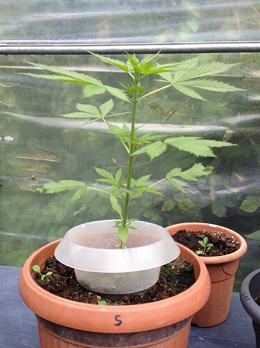Growreport Bild 43