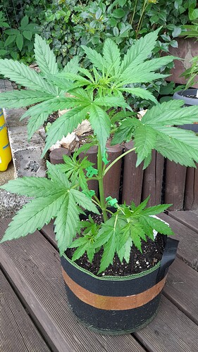 Growreport Bild 22
