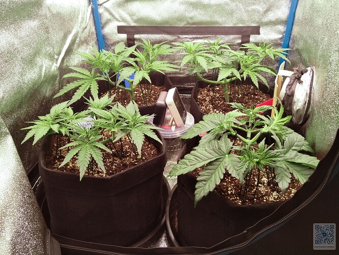 Growreport Bild 4