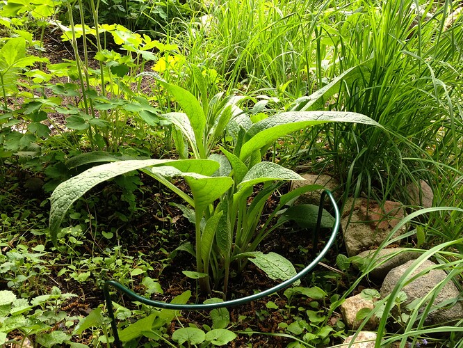 Growreport Bild 37