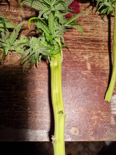 Nahaufnahme eines dicken Stiels einer Cannabispflanze mit einigen Blütenansätzen und Blättern, liegend auf einer Holzoberfläche.
