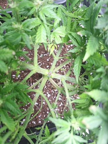 Growreport Bild 2