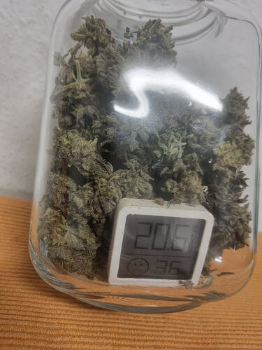 Ein Glas voller Cannabis-Buds mit einem kleinen digitalen Hygrometer/Thermometer, das 20.5 Grad und 36% Luftfeuchtigkeit anzeigt.