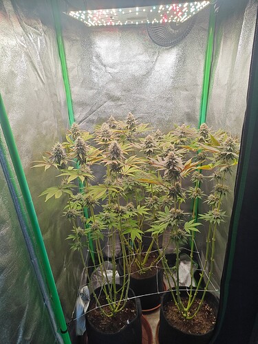 Growreport Bild 16