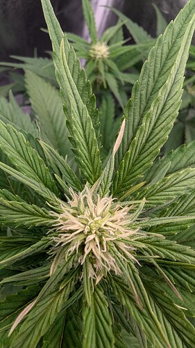 PXL_20240802_185643319.MP