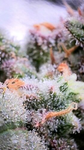 Growreport Bild 28