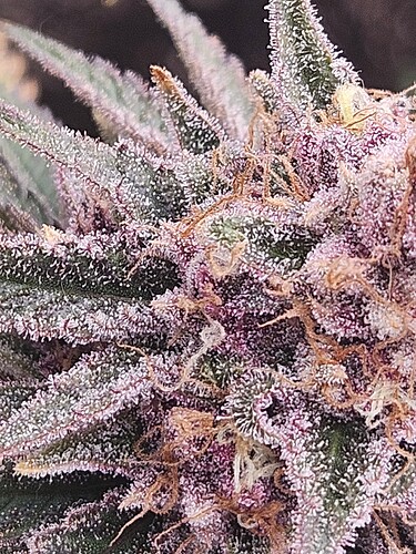 Growreport Bild 3