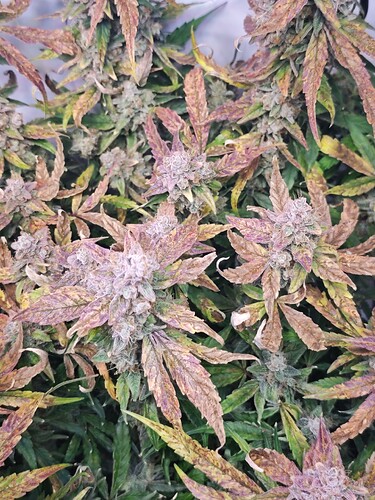 MVIMG_20251202_164231