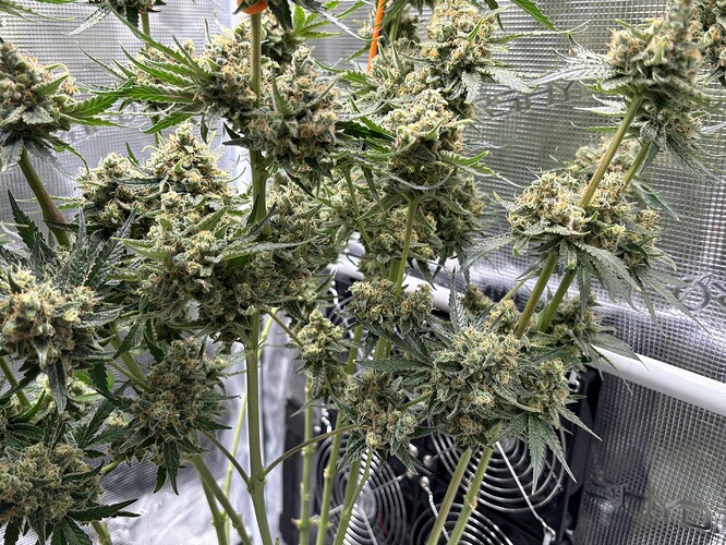 Growreport Bild 1