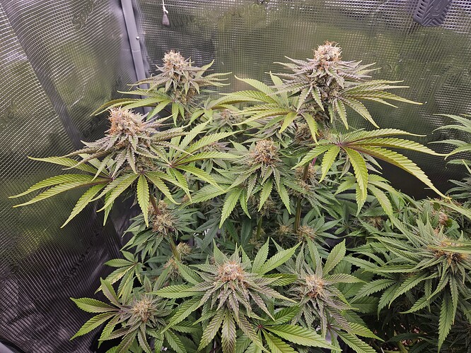 Growreport Bild 4