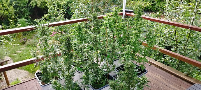 Growreport Bild 7